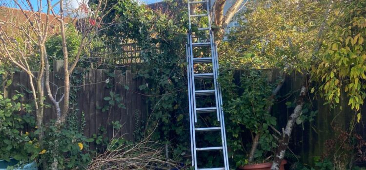 Hedge Reduction Bridgend
