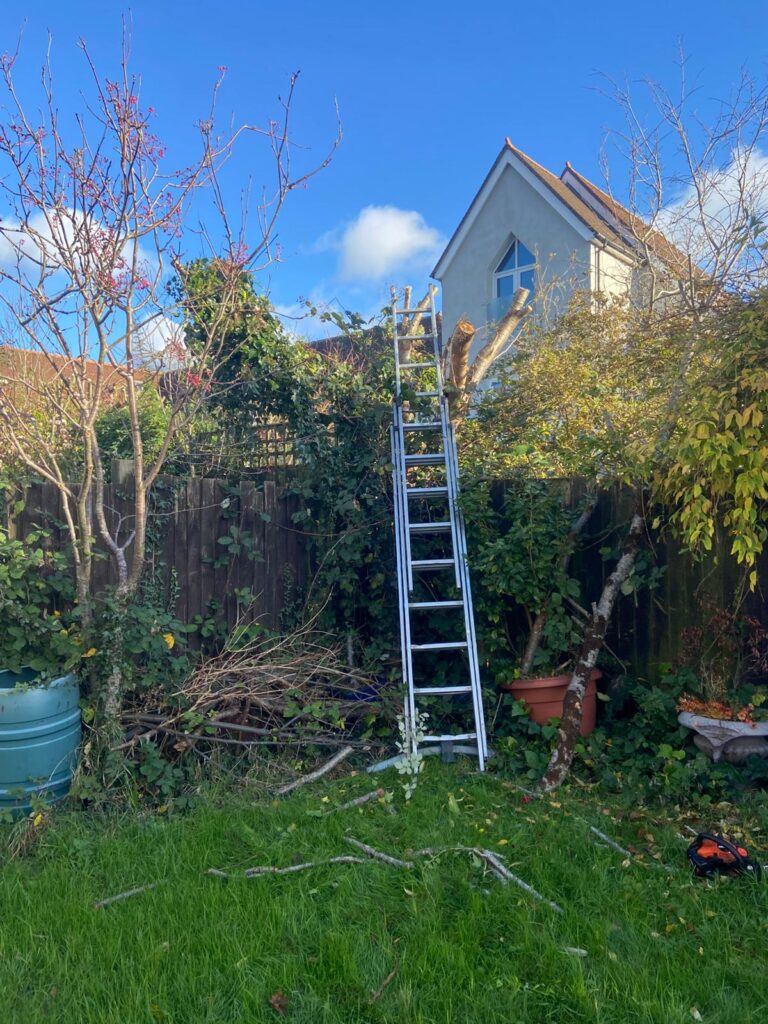 Hedge Reduction Bridgend