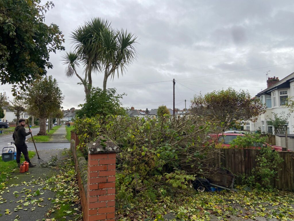 hedge tree trimming Penarth