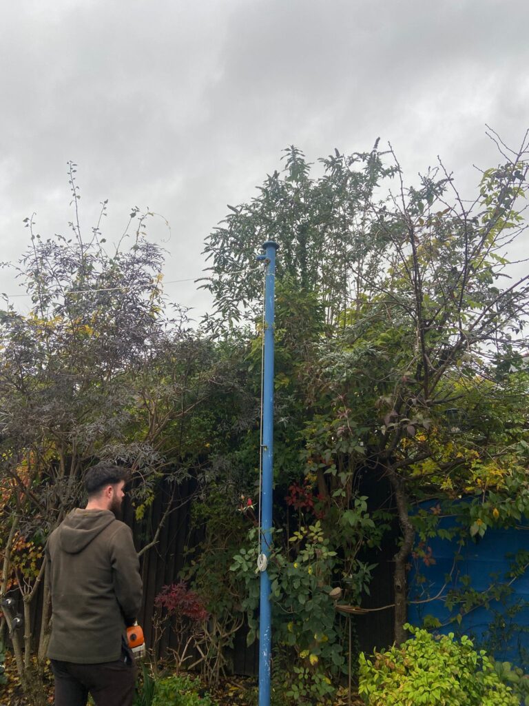 hedge tree trimming Penarth