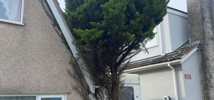 Professional fir tree removal in Cardiff