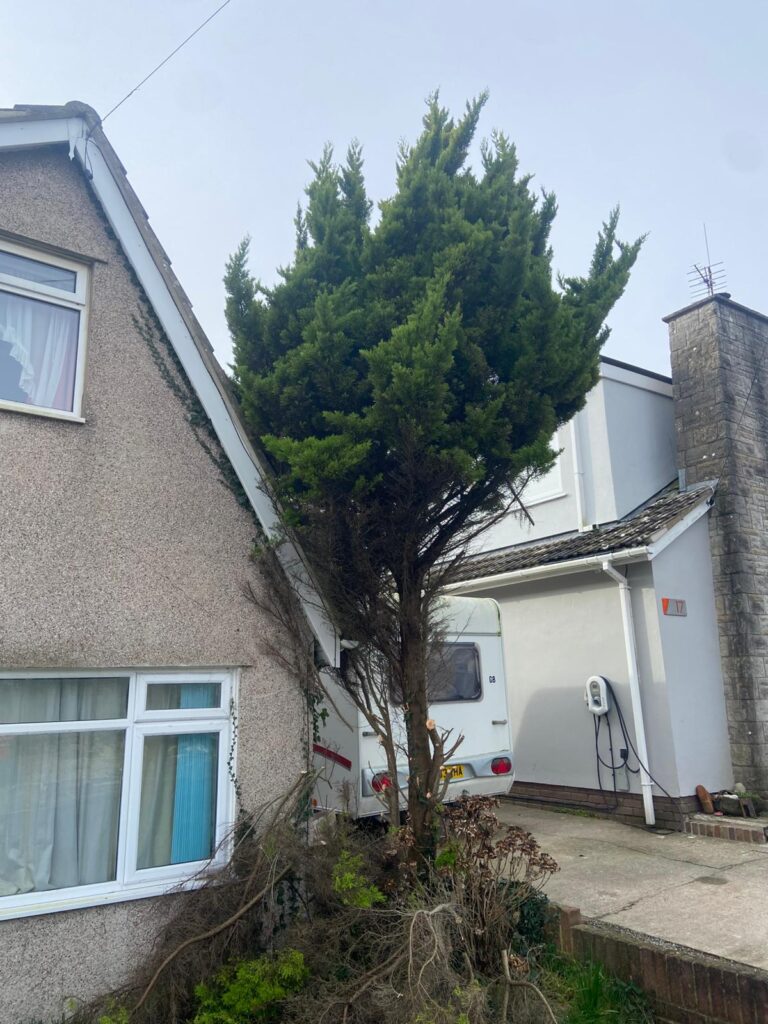 Professional fir tree removal in Cardiff