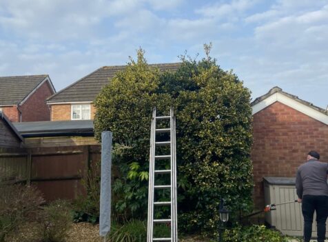 Hedge Maintenance Bridgend