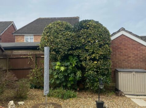 Hedge Maintenance Bridgend