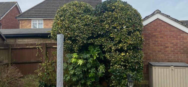 Hedge Maintenance Bridgend