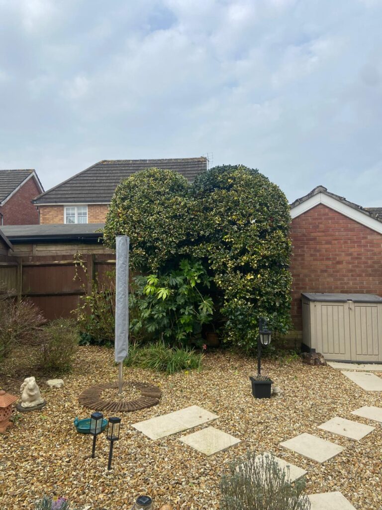 Hedge Maintenance Bridgend