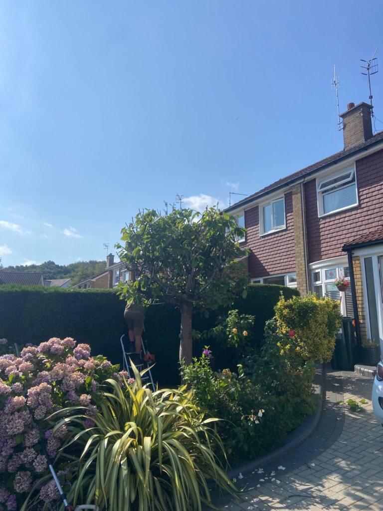 Tree Pruning Cardif
