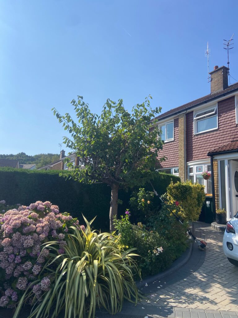 Tree Pruning Cardif