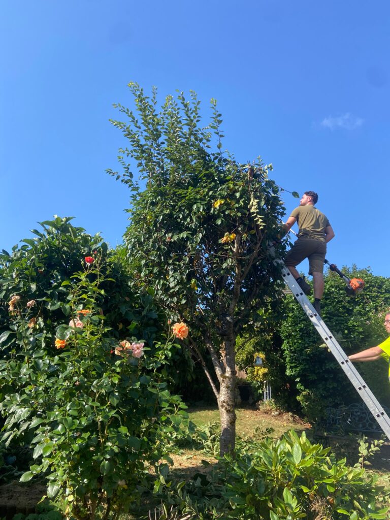 Tree Pruning Cardiff