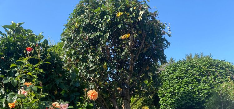 Tree Pruning Cardiff