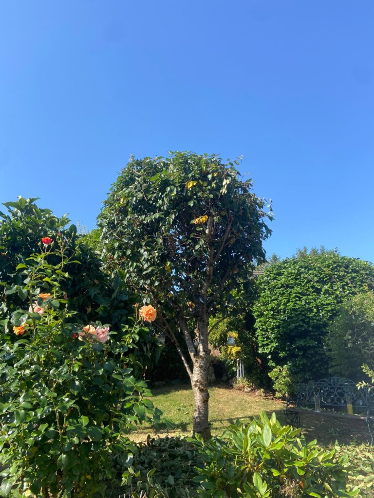 Tree Pruning Cardiff